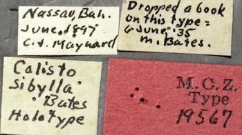 Media type: image;   Entomology 19567 Aspect: labels